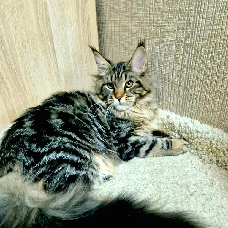 Bella Maclen n22 мейн-кун питомник Maclen