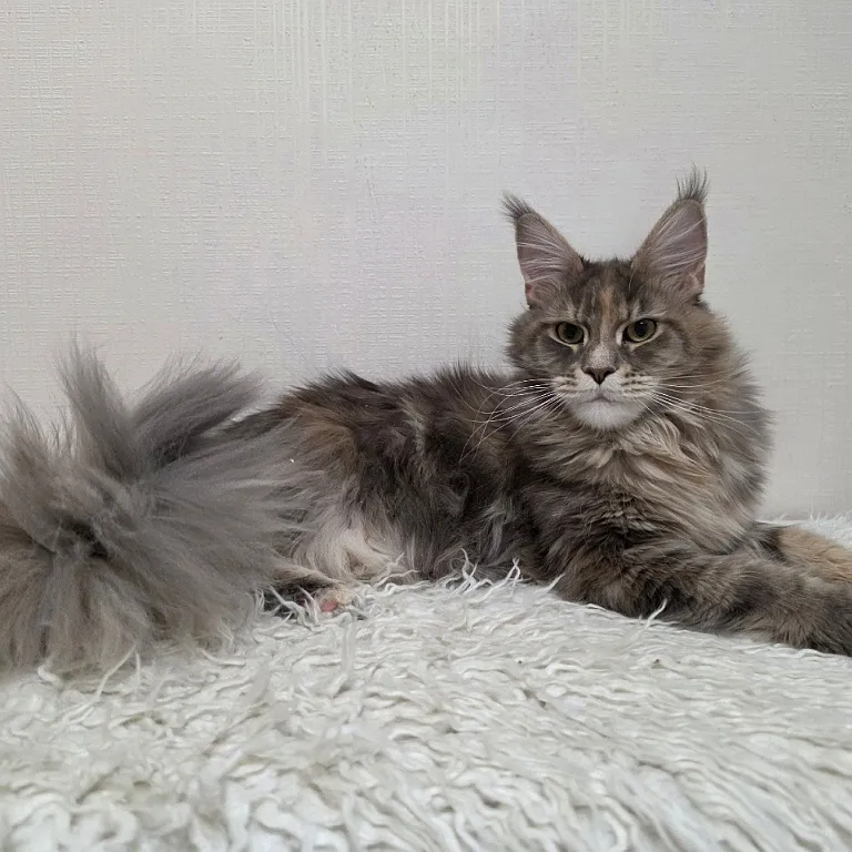 Calin Maclen g мейн-кун питомник Maclen