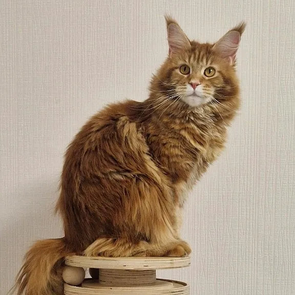 Cherry Maclen d22 мейн-кун питомник Maclen