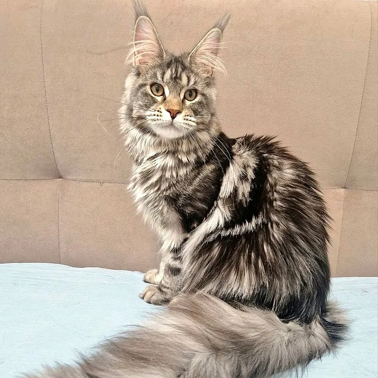 Diana Maclen ns22 мейн-кун питомник Maclen