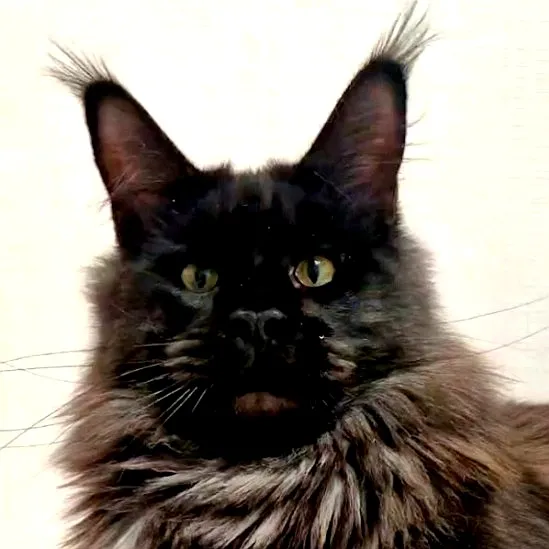 Dustin Maclen ns мейн-кун питомник Maclen